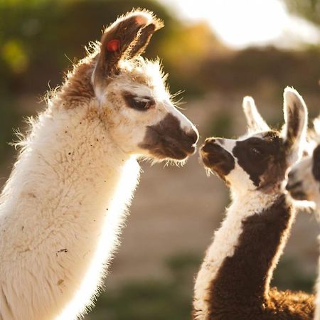 Alpaca Farm - חוות האלפקות Villa Mitzpe Ramon Exteriör bild