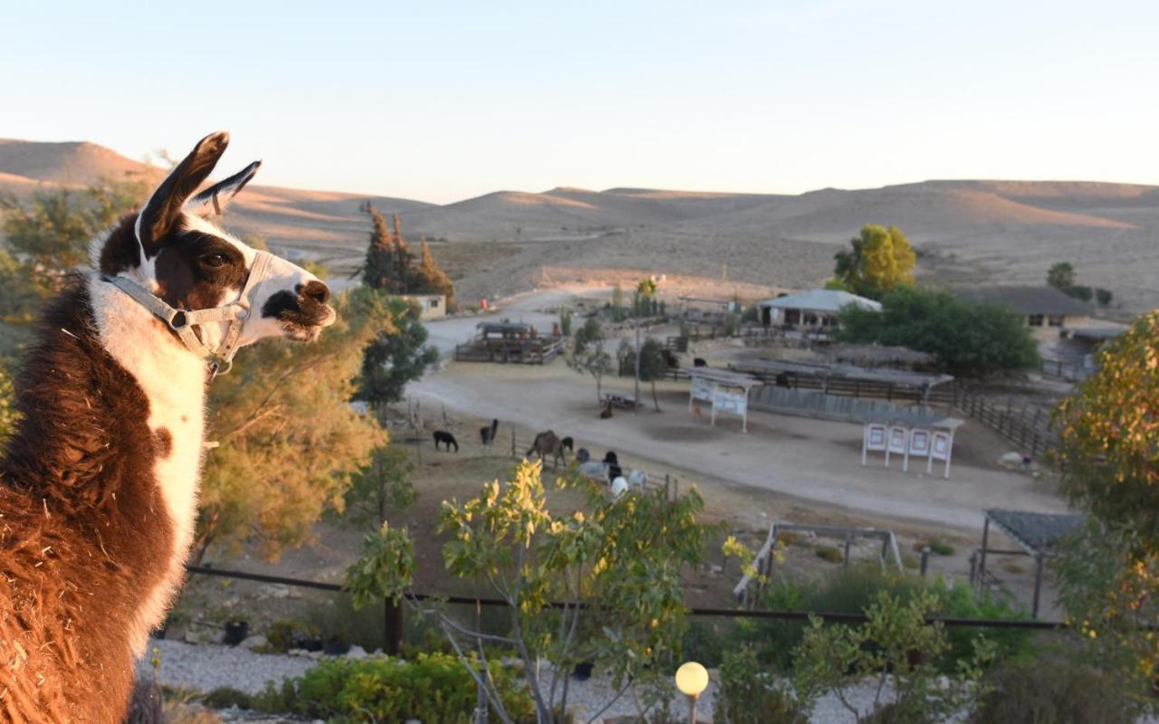 Alpaca Farm - חוות האלפקות Villa Mitzpe Ramon Exteriör bild