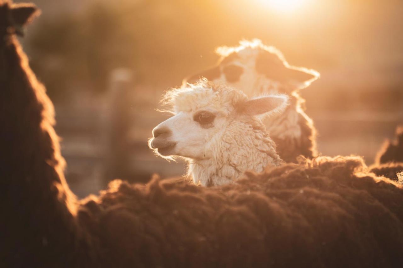 Alpaca Farm - חוות האלפקות Villa Mitzpe Ramon Exteriör bild