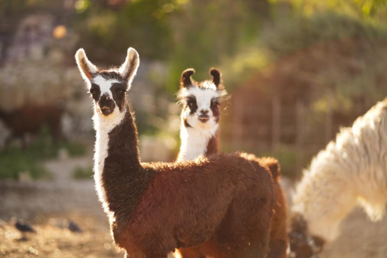 Alpaca Farm - חוות האלפקות Villa Mitzpe Ramon Exteriör bild