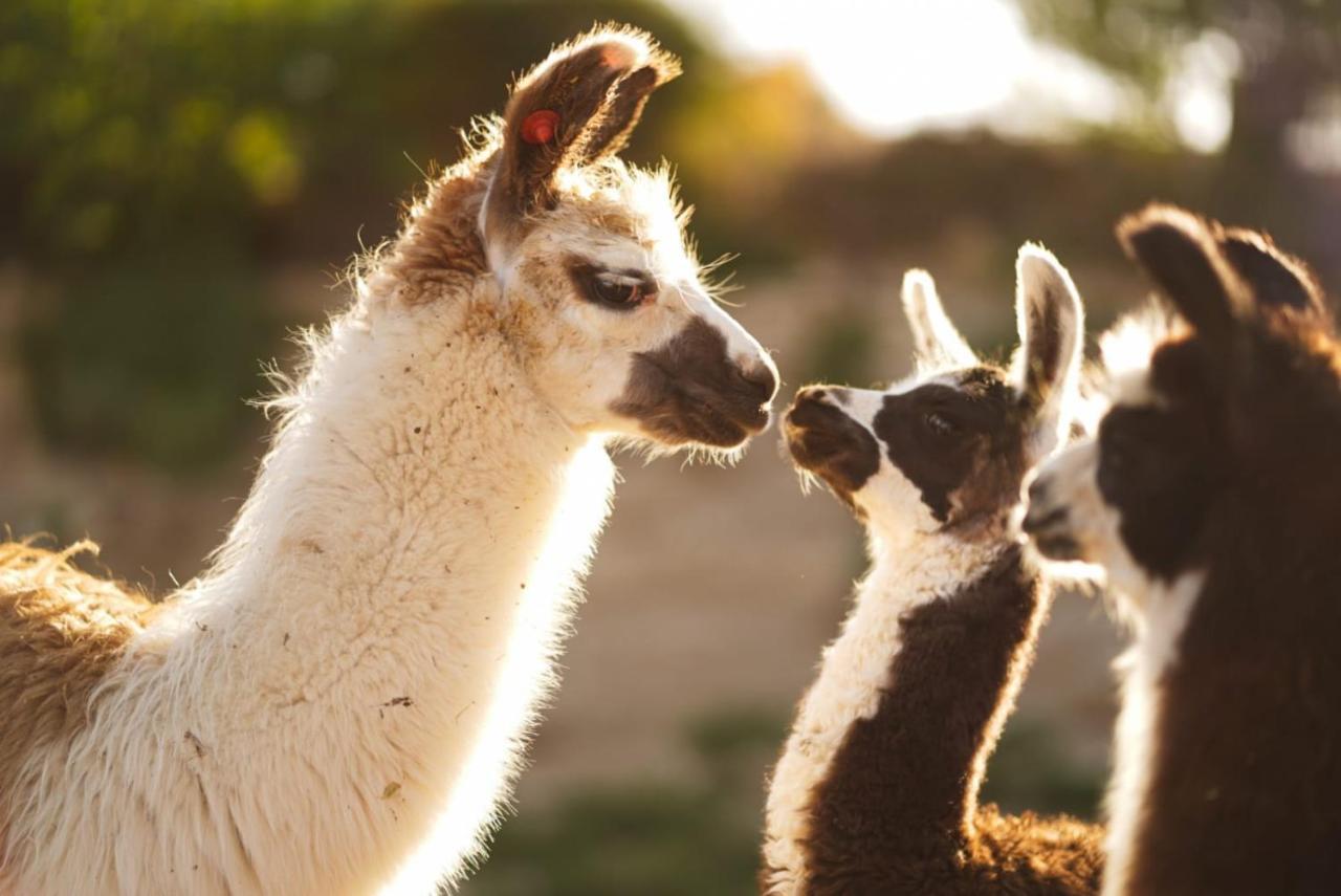 Alpaca Farm - חוות האלפקות Villa Mitzpe Ramon Exteriör bild