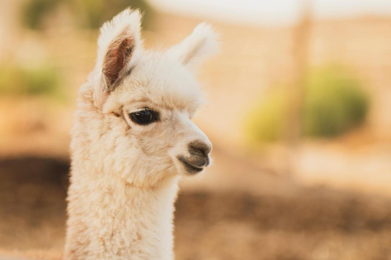 Alpaca Farm - חוות האלפקות Villa Mitzpe Ramon Exteriör bild