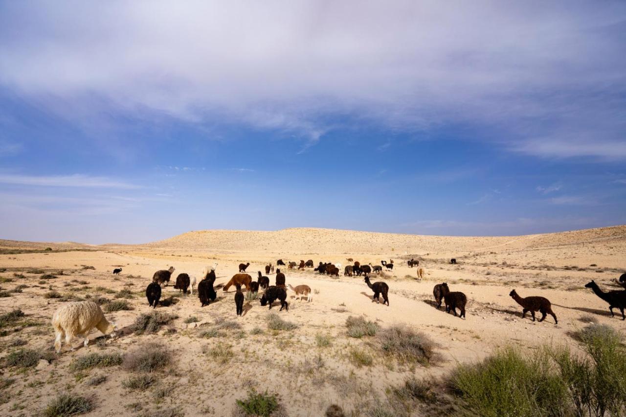 Alpaca Farm - חוות האלפקות Villa Mitzpe Ramon Exteriör bild
