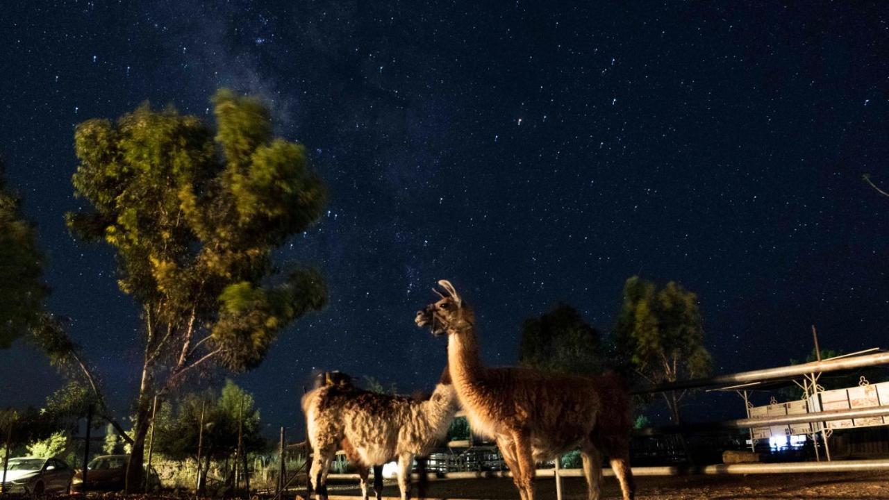 Alpaca Farm - חוות האלפקות Villa Mitzpe Ramon Exteriör bild