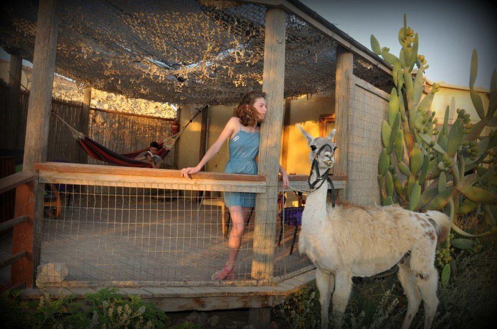 Alpaca Farm - חוות האלפקות Villa Mitzpe Ramon Exteriör bild