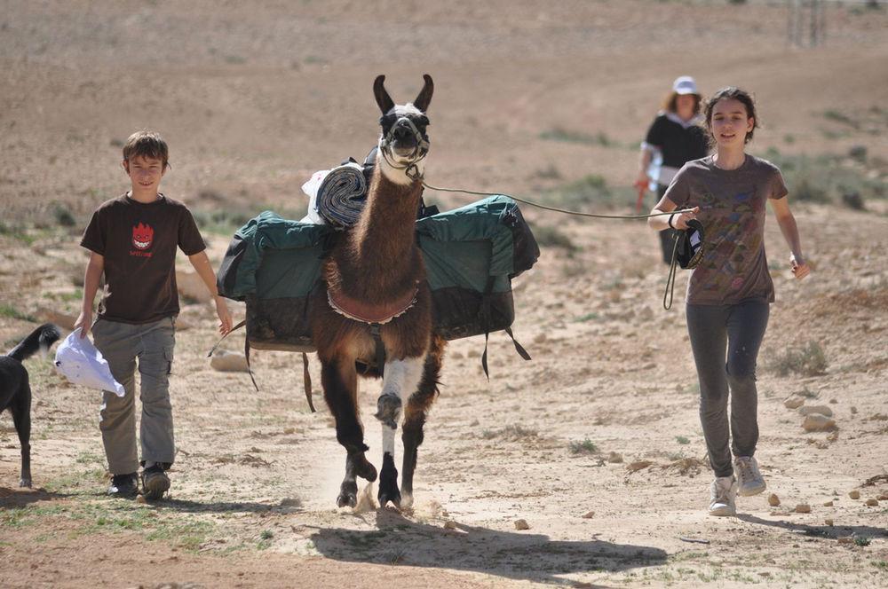 Alpaca Farm - חוות האלפקות Villa Mitzpe Ramon Exteriör bild