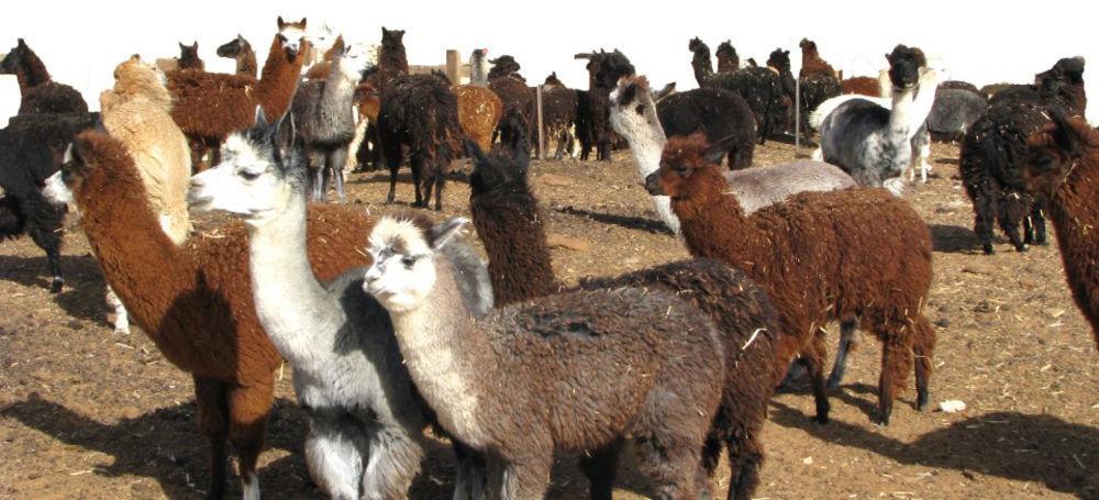 Alpaca Farm - חוות האלפקות Villa Mitzpe Ramon Exteriör bild