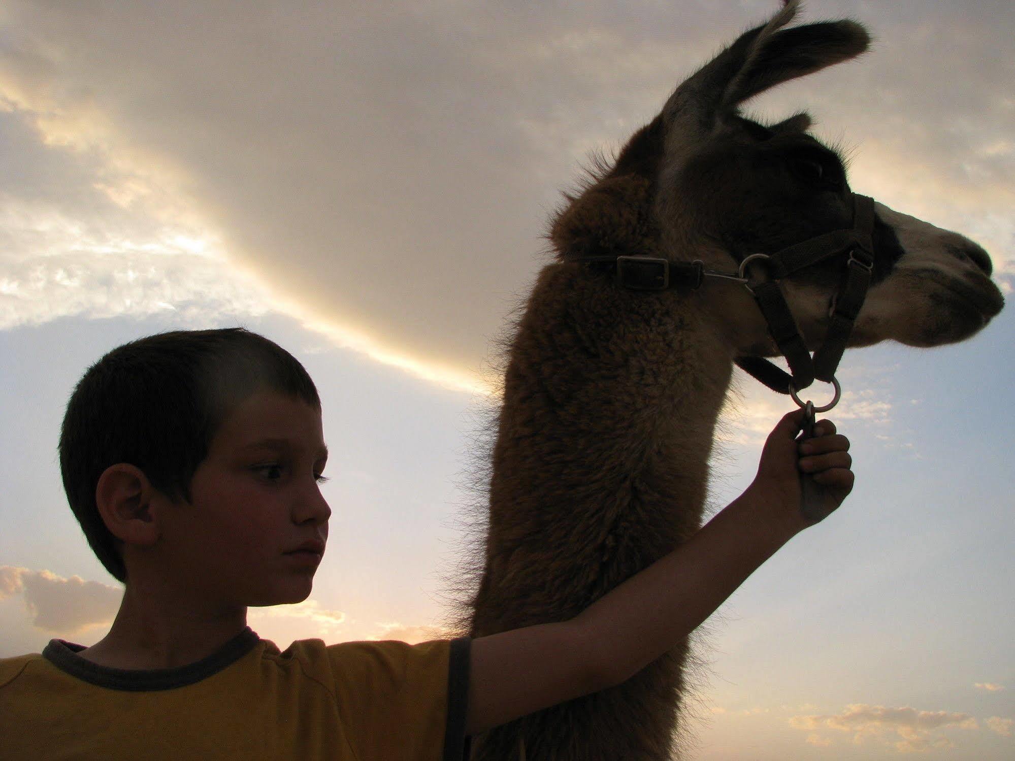 Alpaca Farm - חוות האלפקות Villa Mitzpe Ramon Exteriör bild