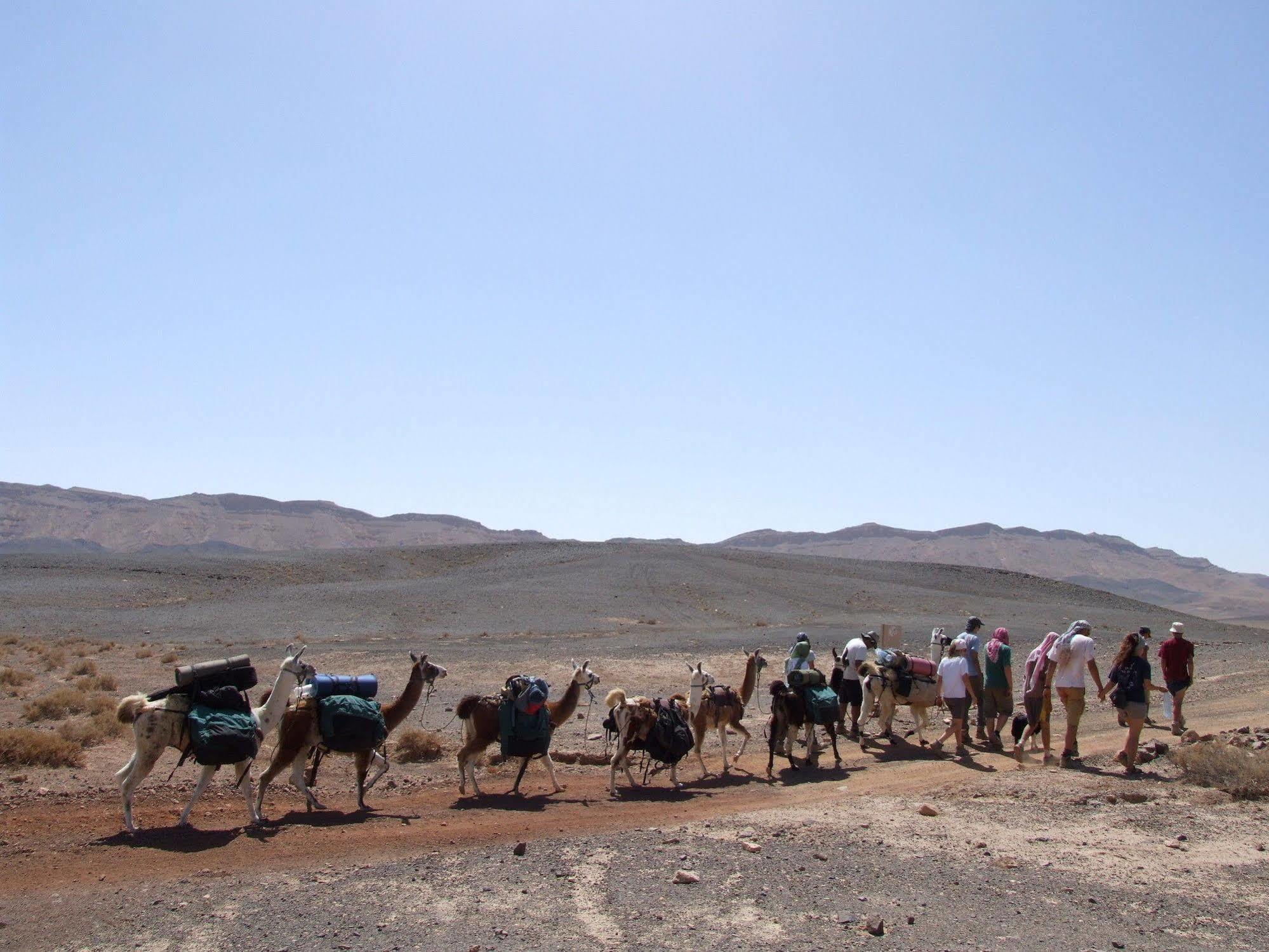 Alpaca Farm - חוות האלפקות Villa Mitzpe Ramon Exteriör bild